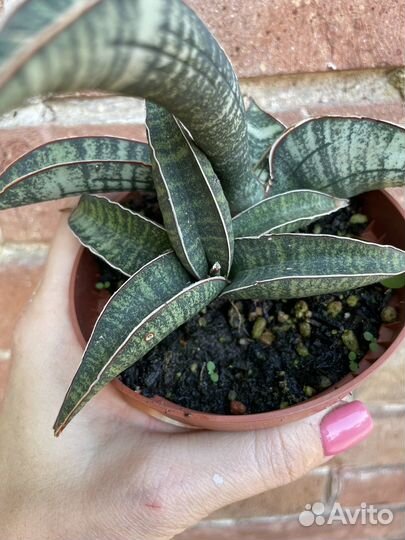 Сансевиерия сортовая