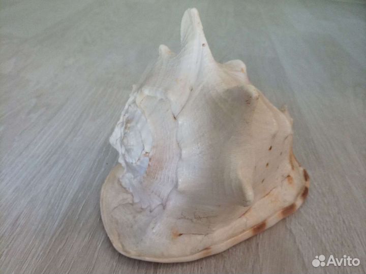 Большая морская раковина