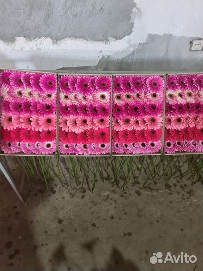 Цветы оптом