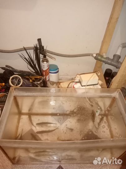 Живец для рыбалки