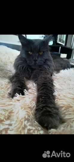 Мейн-кун вязка