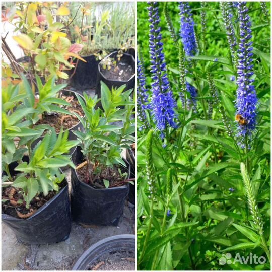 Вероника, Котовник Фассена Вербейник Александр