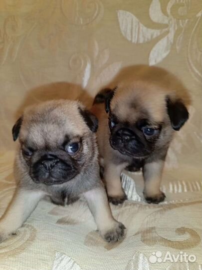 Щенки мопса