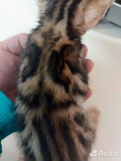 Бенгалы красочные леопарды