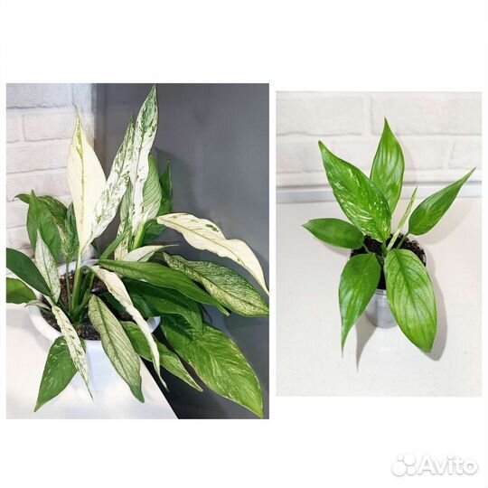 Редкие и экзотические растения 3