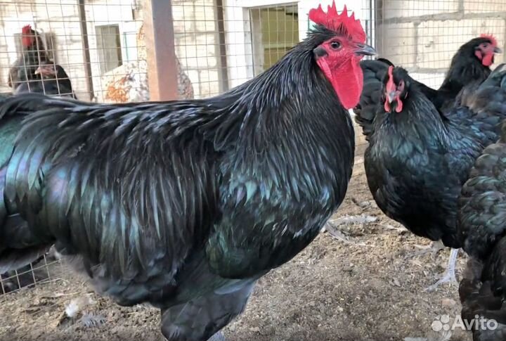 Инкубационное яйцо Джерсийский гигант, Борковская