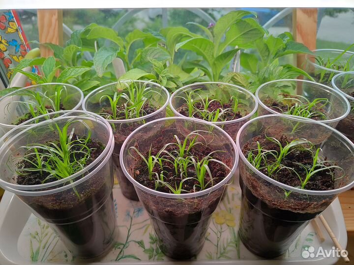 Фикус микрокарпа гинсенг (черенки)