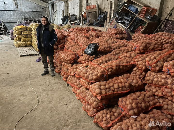Картофель крупный оптом и в розницу