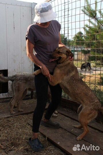 Собака в свой дом