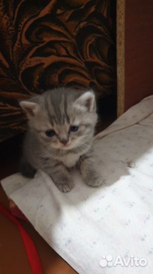 Шотландская