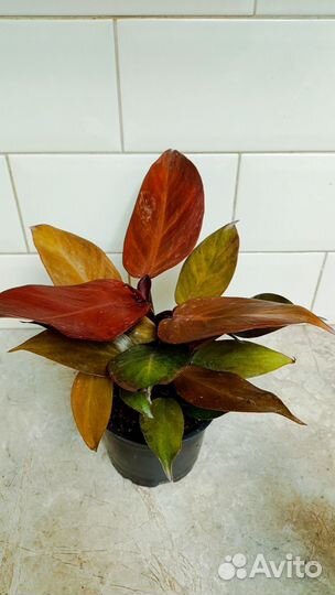 Филодендрон