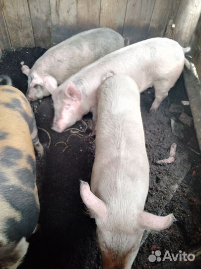 Свиньи две штуки