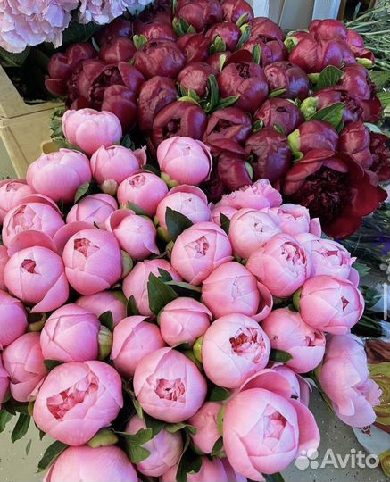 Пионы Живые Цветы Букеты Корзины Доставка