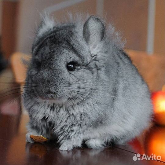 Шиншиллы