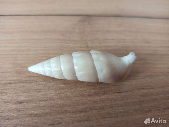 Морская раковина