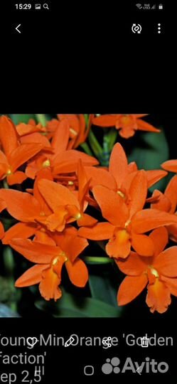 Каттлея -орхидея