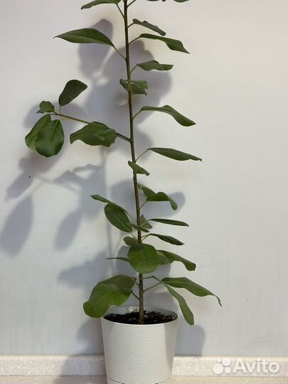 Фикус Барт Деви (burtt-davyi)