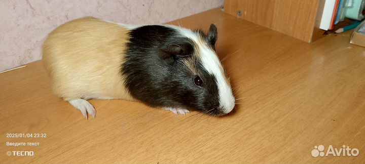 Морская свинка мальчик