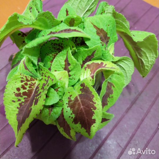 Черенки колеуса