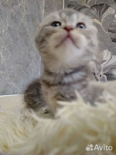 Шотландский вислоухий котенок