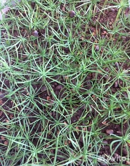 Кедр сибирский и корейский