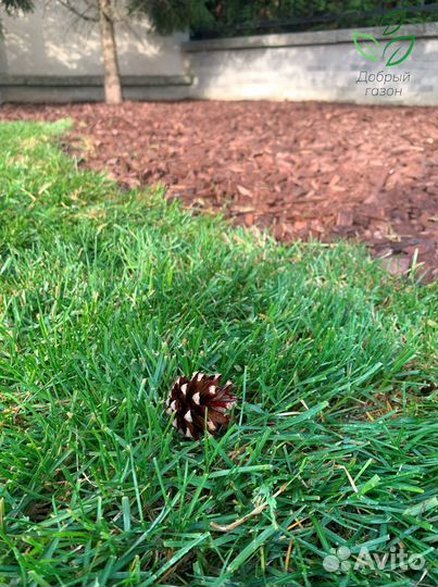 Рулонный газон