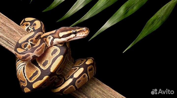 Выползок змеи