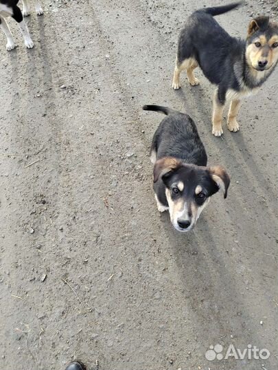 Дайте шанс жить