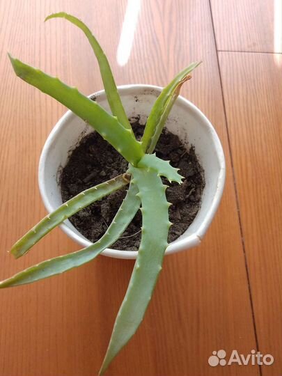 Алое. Столетник. Лечебное растение