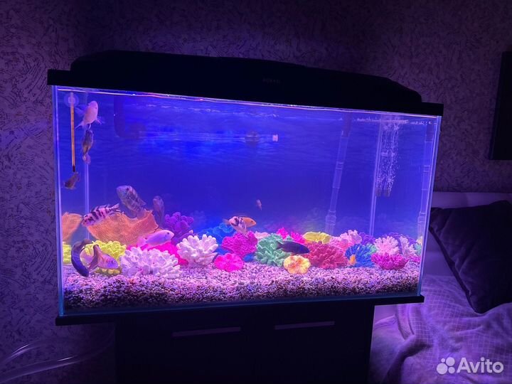 Чистка, установка, обслуживание аквариумов