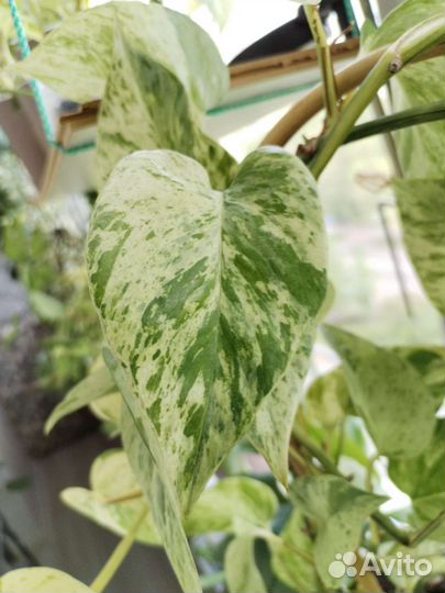 Сциндапсус неон и марбл квин