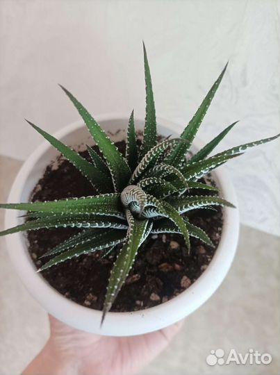 Хавортия полосатая