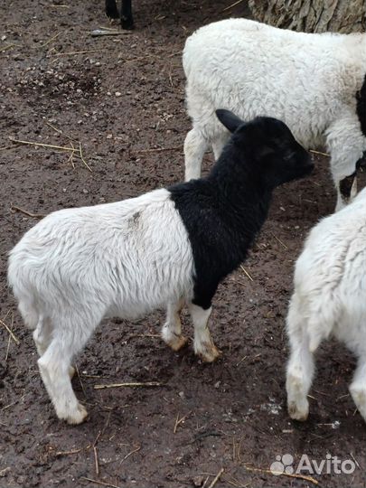 Овцы бараны ягнята дорпер