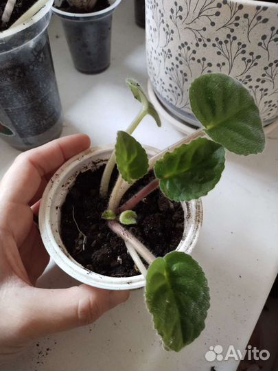 Фиалка сенполия лиловая махровая