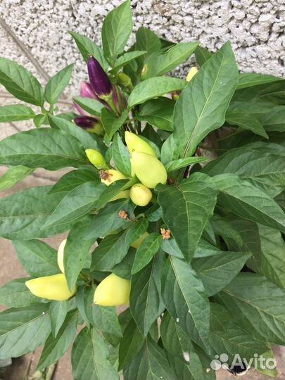 Перец комнатный острый