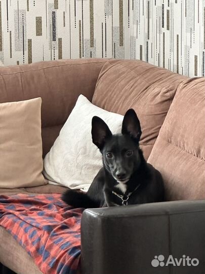 Ласковая девочка в добрые руки