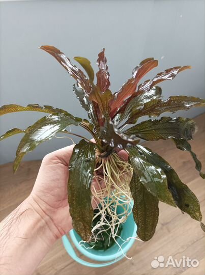 Аквариумные растения