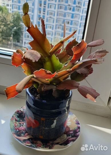 Кактус Декабрист в горшке