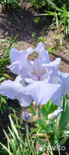 Ирис