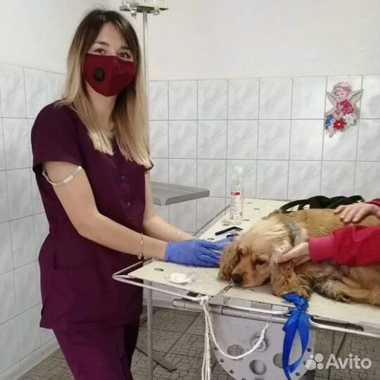 Ветеринар, Ветеринарный врач на дом