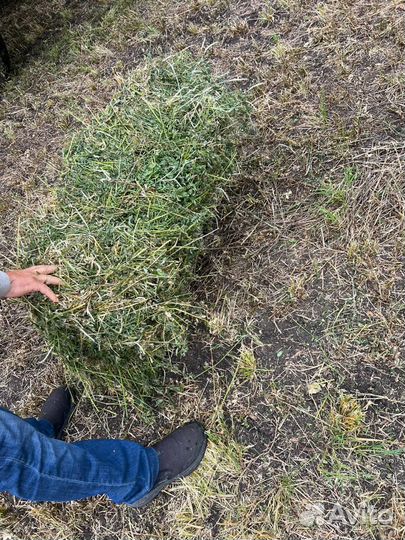 Сено люцерны в тюках