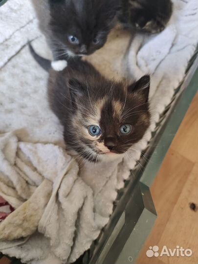 Отдам котят в добрые руки