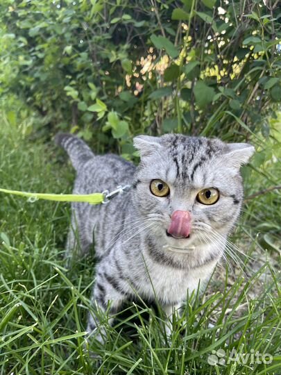 Кошка в дар в добрые руки