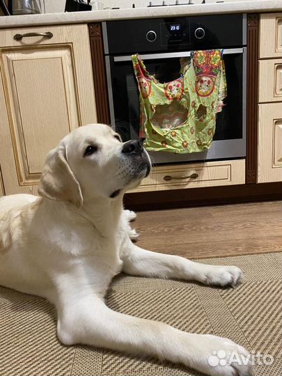 Вязка Лабрадора