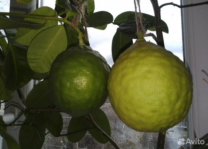 Лимонное дерево