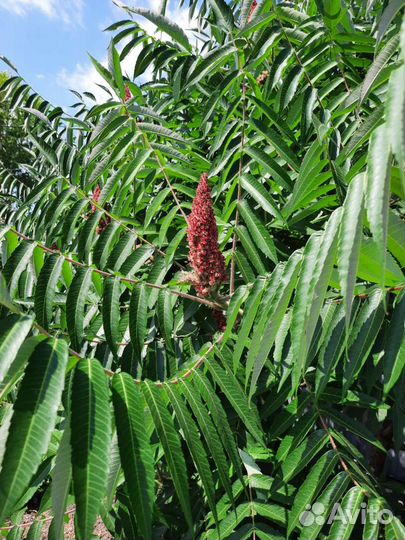 Дерево сумах