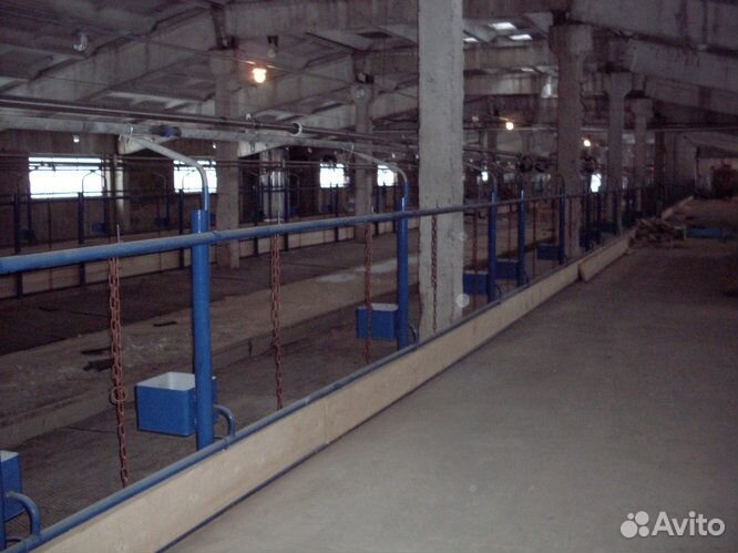 Стойловое содержание крс 100 голов под ключ