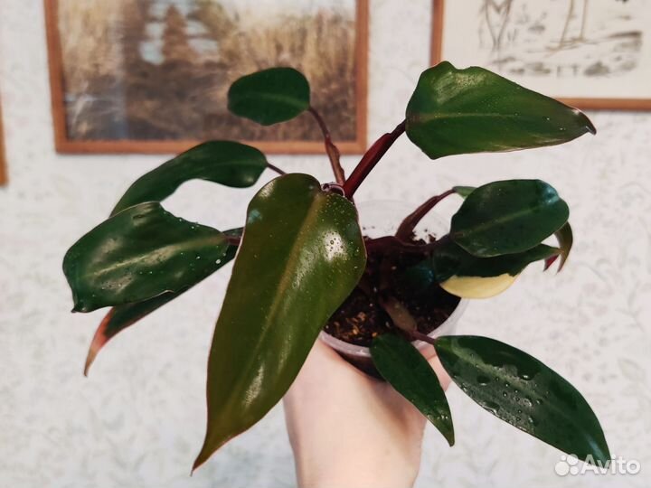 Филодендрон Ред Эмеральд/Клубничный Шейк