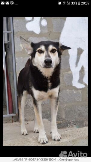 Собака бесплатно