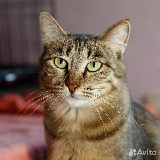 Кошка Ешико